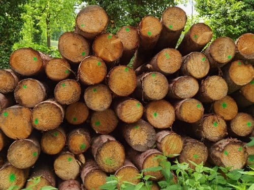 Fichtenstangen in Rinde – Bild 6