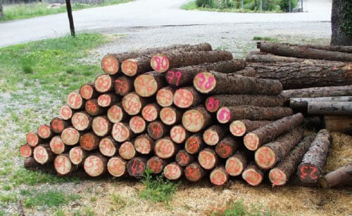 Fichtenstangen in Rinde – Bild 4